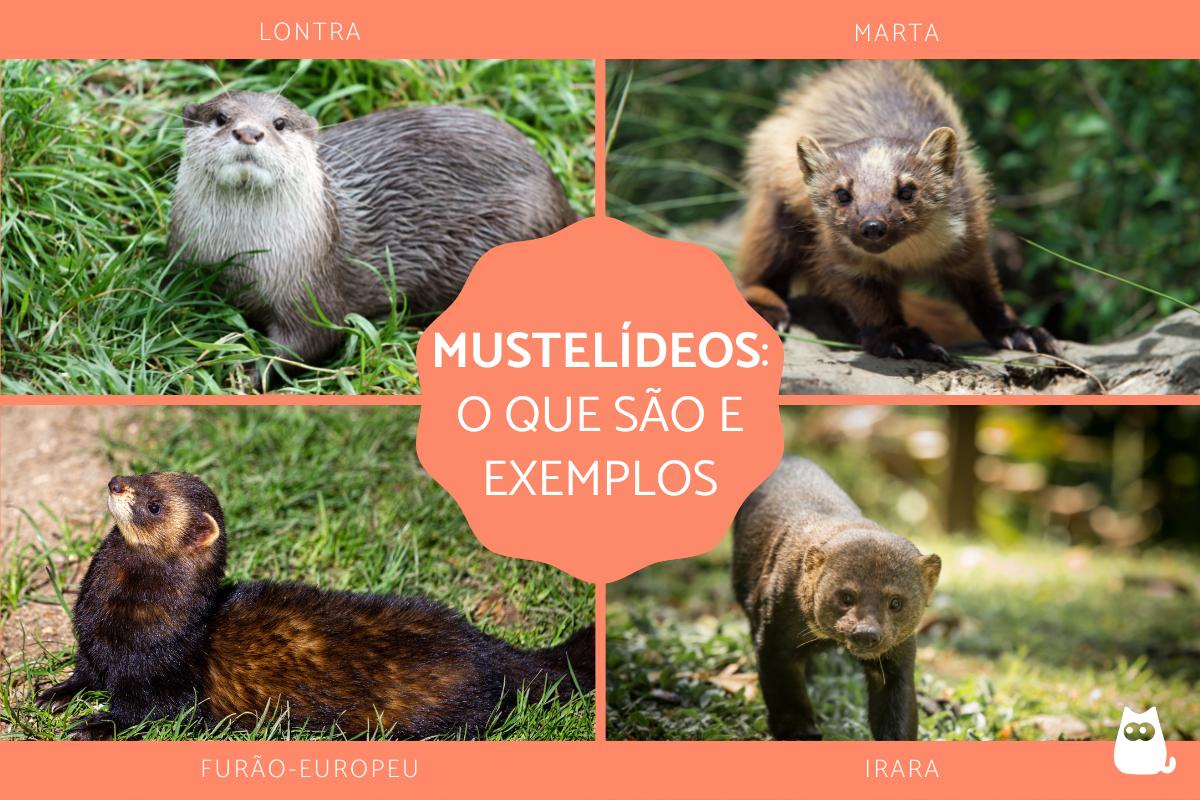 Mustelídeos - O que são, classificação e exemplos