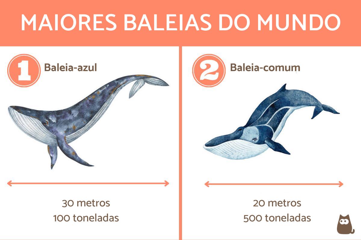 Qual a maior baleia do mundo e quantos metros ela tem?