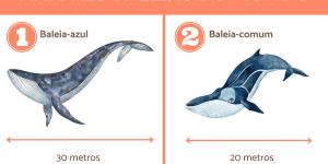 Qual a maior baleia do mundo e quantos metros ela tem?