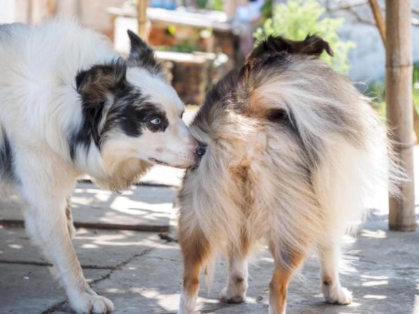 Cachorro no cio: sintomas e duração