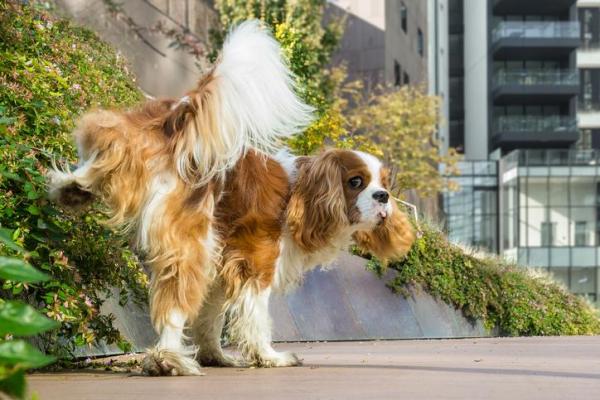 Cachorro no cio: sintomas e duração - Cio de cachorro macho