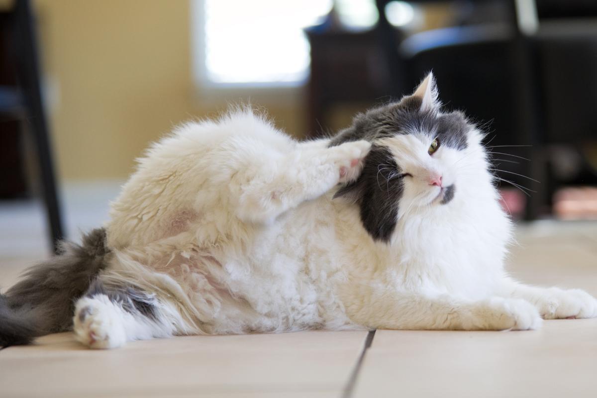 Como o gato pega pulga sem sair de casa?