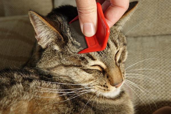 Como o gato pega pulga sem sair de casa? - Contagio através de roupas ou sapatos