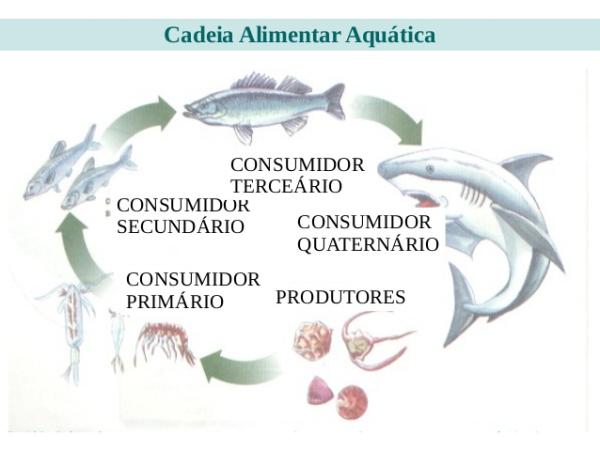 Cadeia alimentar aquática - Cadeia alimentar aquática
