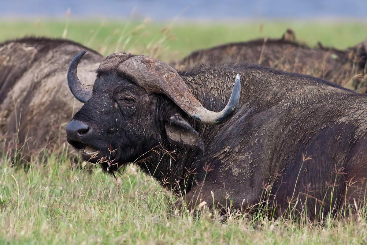 Animais bovinos: lista e características