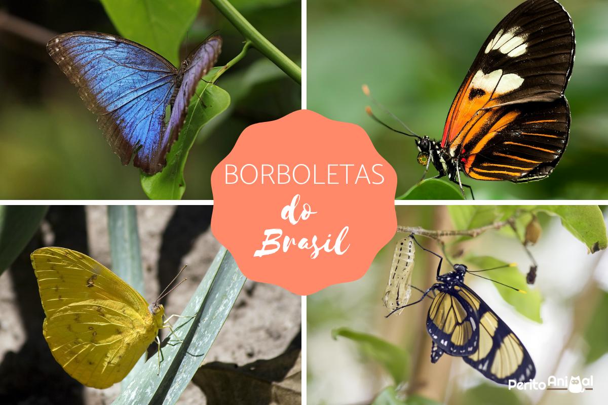 Borboletas brasileiras: nomes, características e fotos