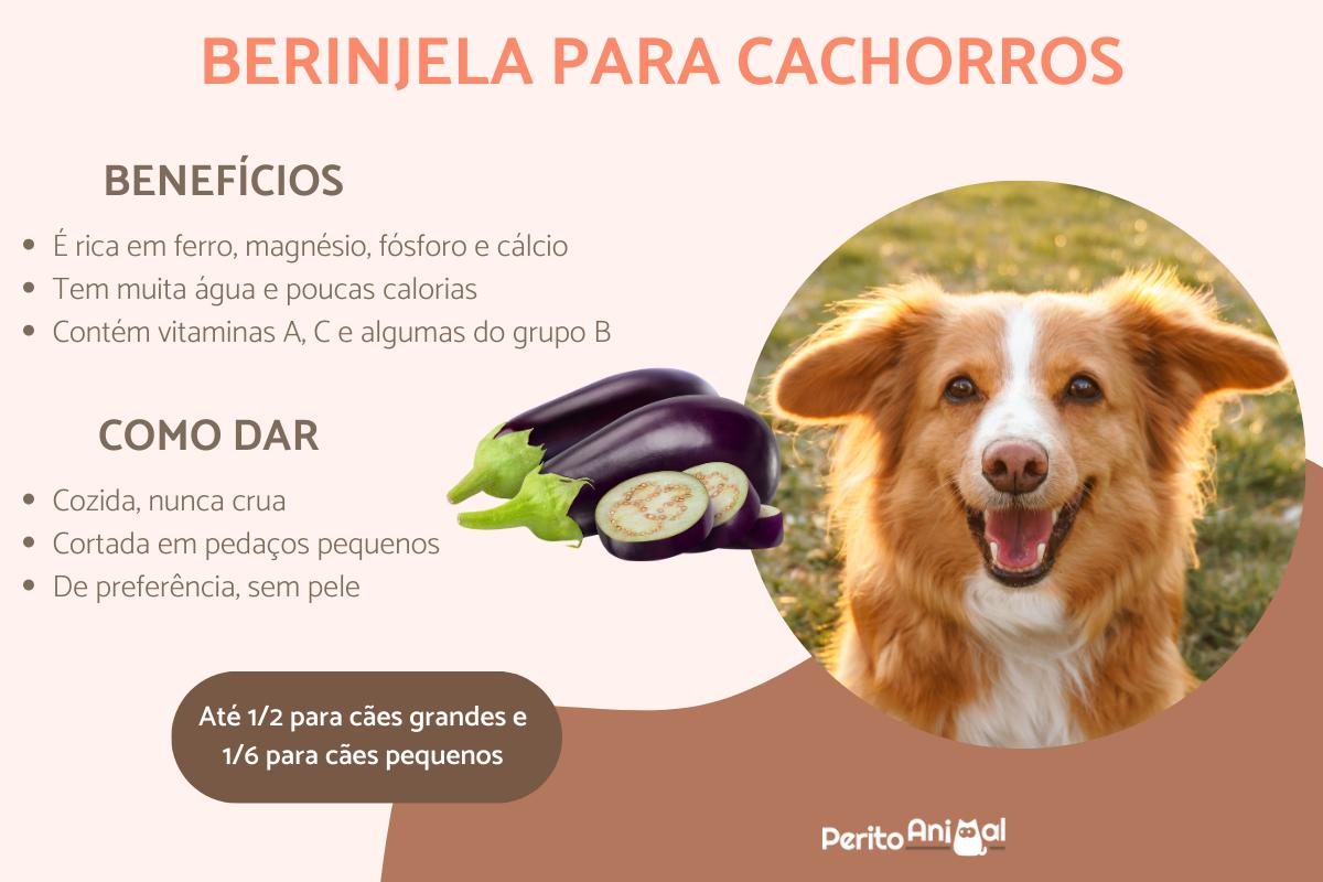Cachorro pode comer berinjela ou faz mal?