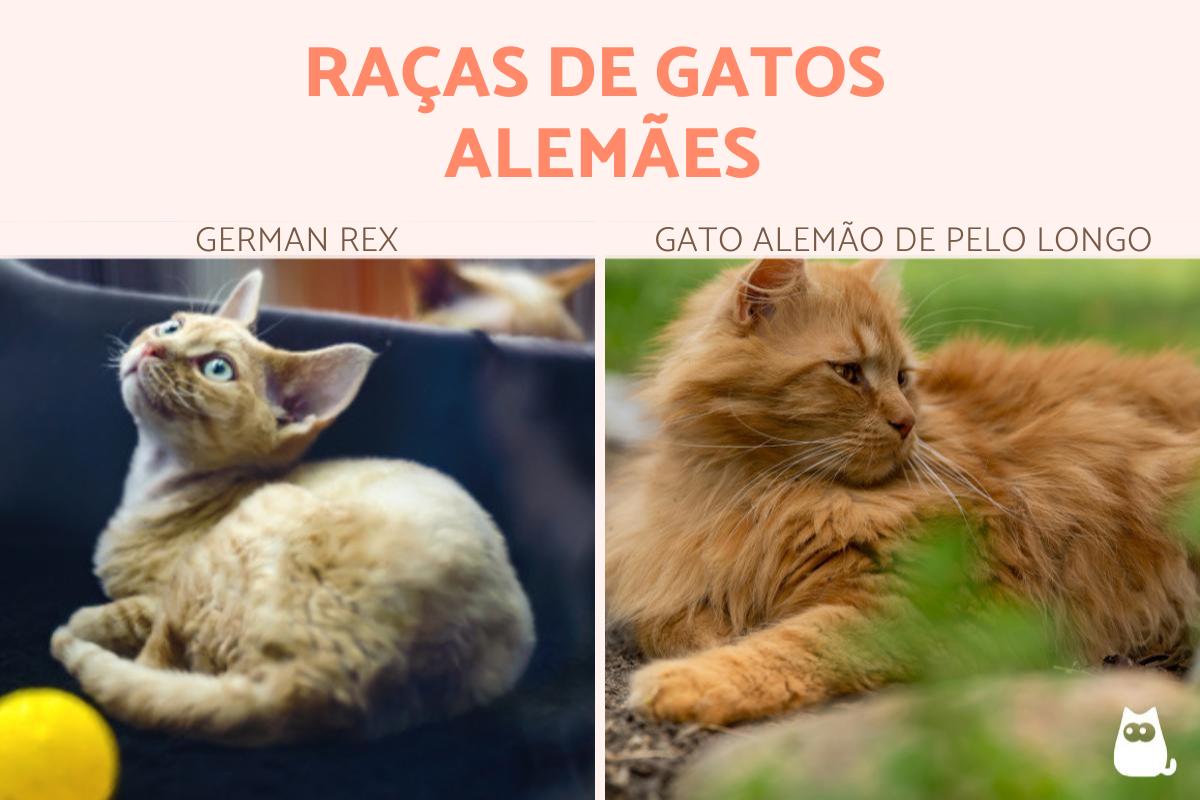 Raças de gatos alemães