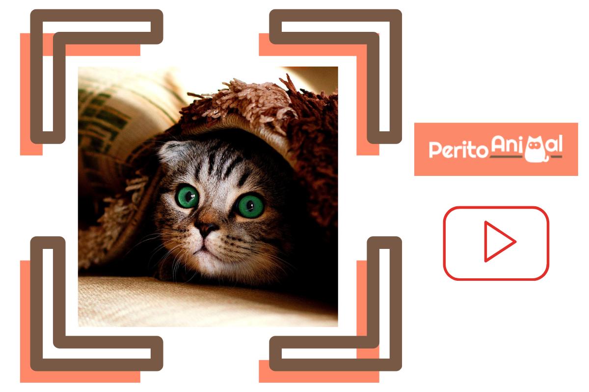 Vídeos de gatos úteis e divertidos