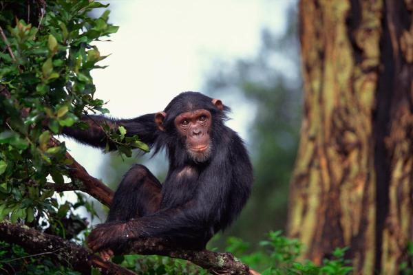 Qual é a força de um chimpanzé? - Quanta força tem um chimpanzé adulto?