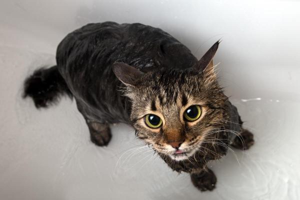 O que substitui o shampoo de gato? - Como dar banho em um gato se você não tiver shampoo passo a passo?