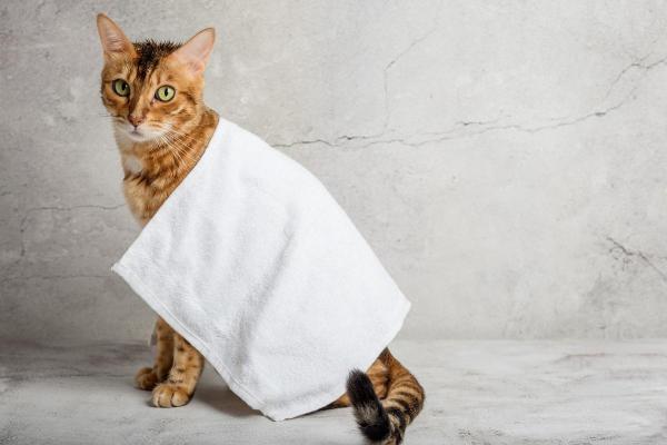 O que substitui o shampoo de gato? - É possível dar banho em um gato sem shampoo para gatos?