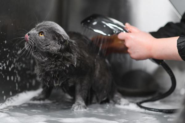 O que substitui o shampoo de gato? - Produtos seguros para dar banho em um gato se eu não tiver shampoo 