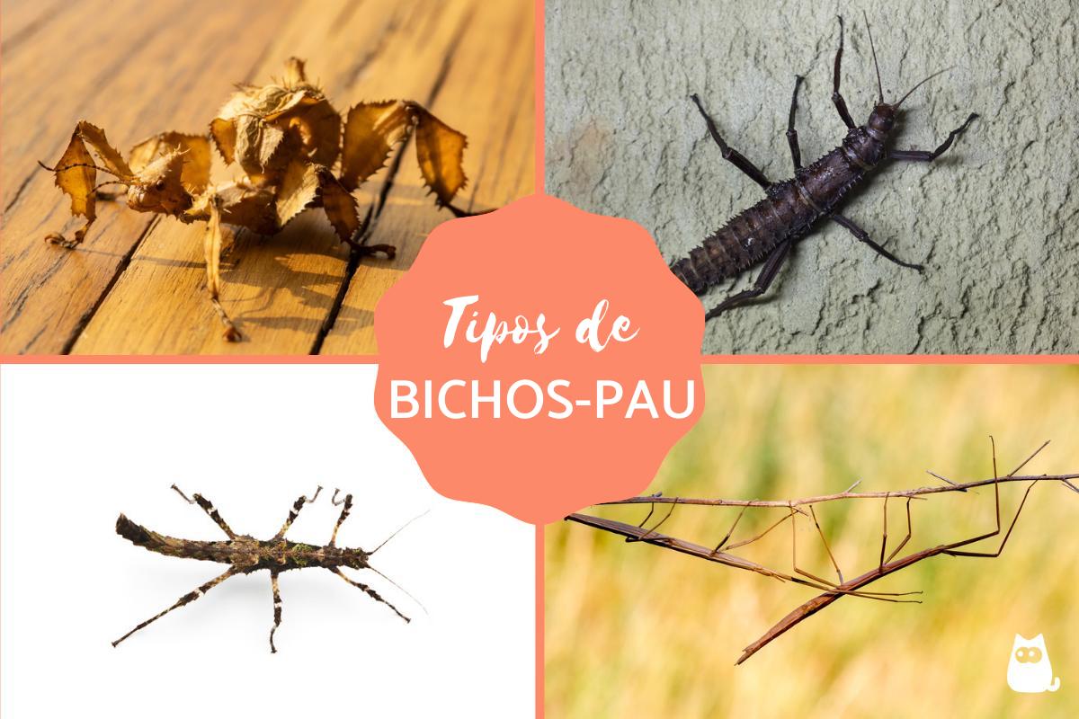 Bicho-pau - Tipos, características, reprodução e habitat