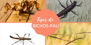 Bicho-pau - Tipos, características, reprodução e habitat