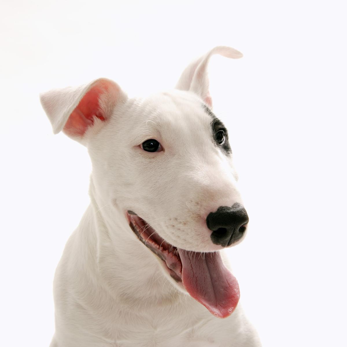 Nomes para cachorros bull terrier
