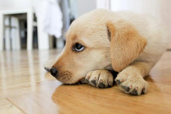 Cachorro com dificuldade de urinar: o que fazer