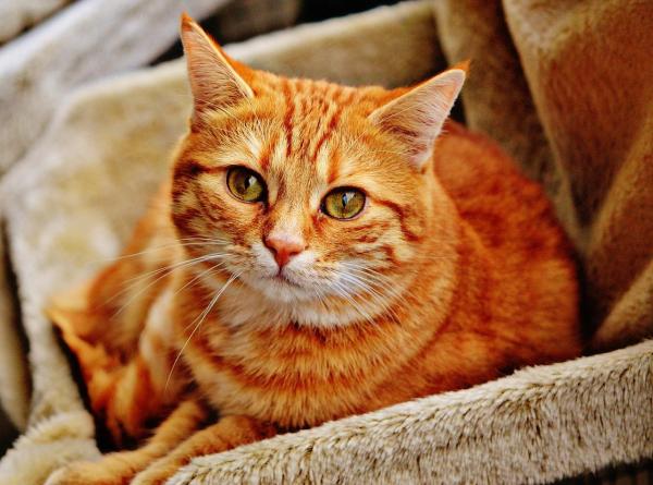 Prisão de ventre em gatos: causas, sintomas e remédios caseiros - Prisão de ventre em gatos