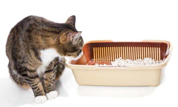 Prisão de ventre em gatos: causas, sintomas e remédios caseiros