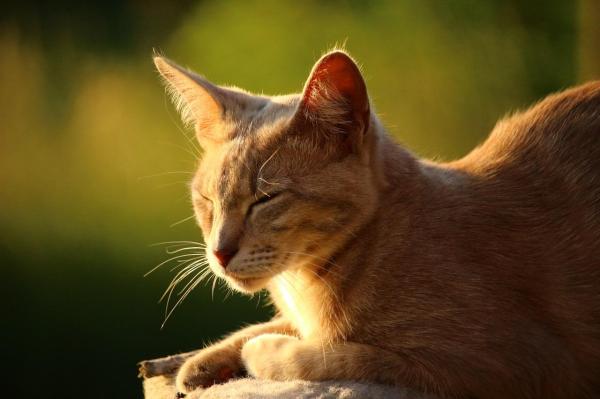 Prisão de ventre em gatos: causas, sintomas e remédios caseiros -