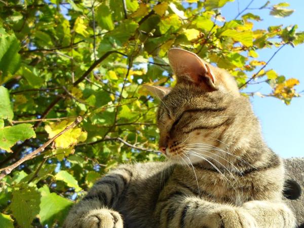 Prisão de ventre em gatos: causas, sintomas e remédios caseiros - Prisão de ventre em gatos: possíveis causas