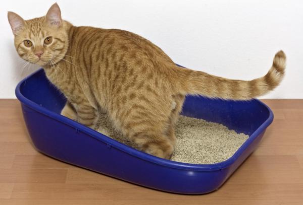 Prisão de ventre em gatos: causas, sintomas e remédios caseiros - Prisão de ventre em gatos: sintomas