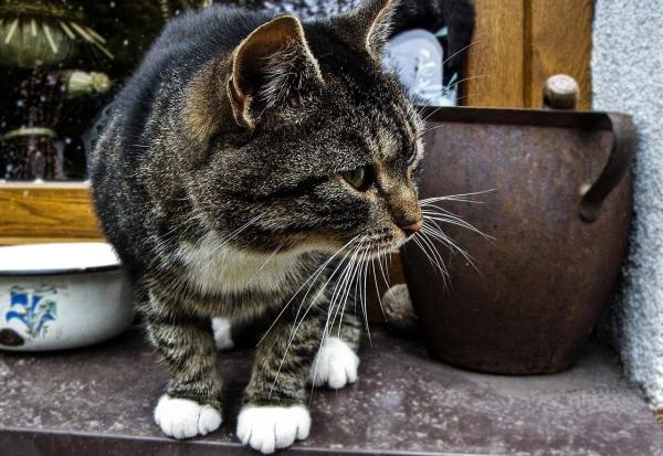 Prisão de ventre em gatos: causas, sintomas e remédios caseiros - Remédios caseiros para a prisão de ventre em gatos e prevenção