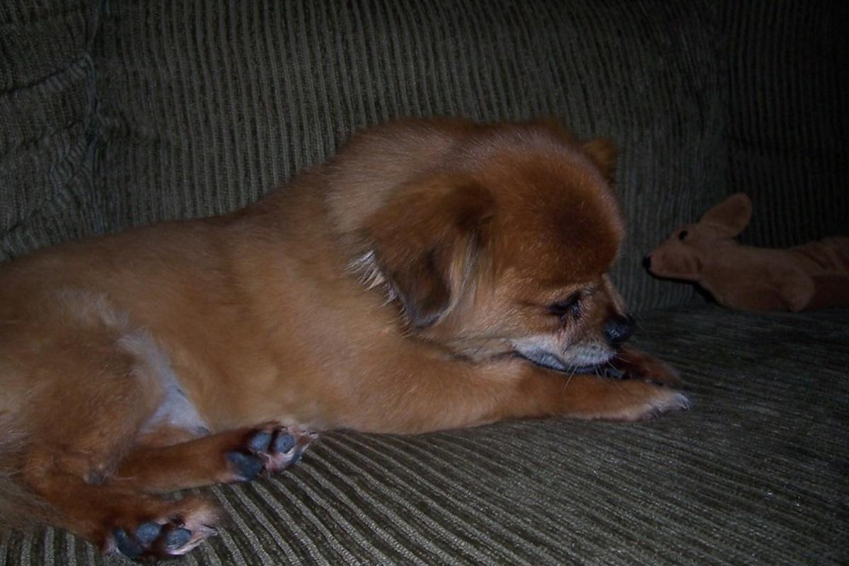 Meu cachorro se lambe muito à noite: causas e o que fazer