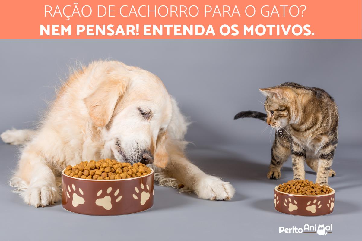 Por que gatos não podem comer ração de cachorro?