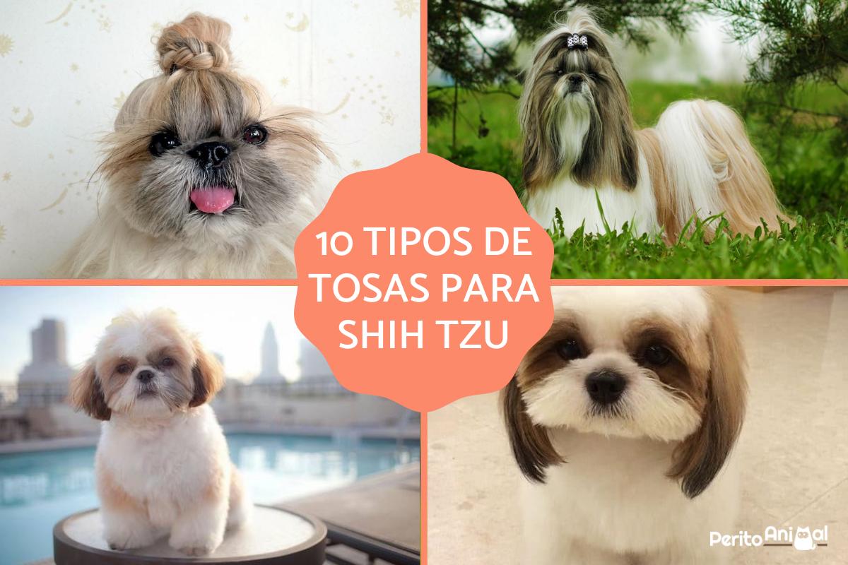 Tipos de tosas para shih tzu