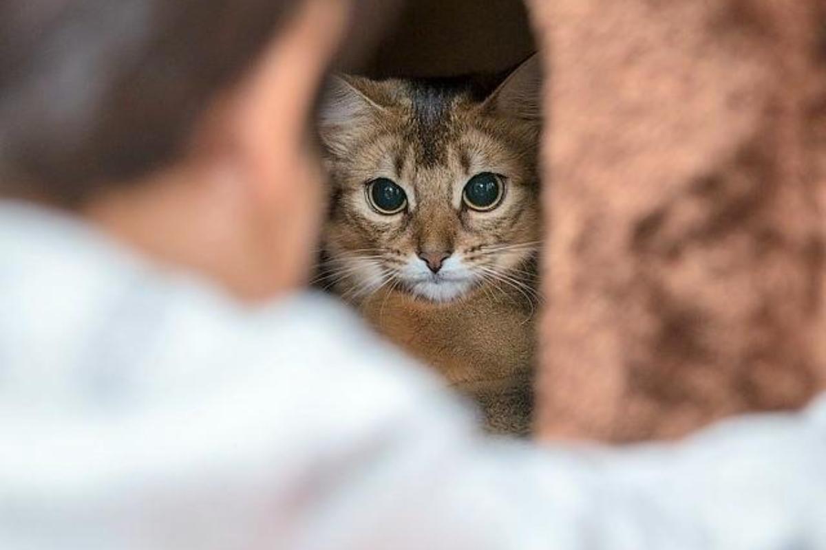 Por que o meu gato se esconde quando vem gente?