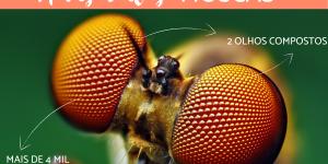 Quantos olhos tem uma mosca?