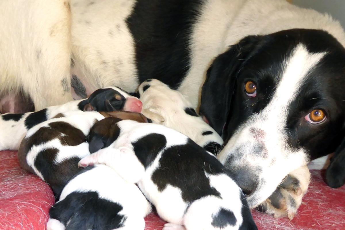 Eclampsia em cadelas