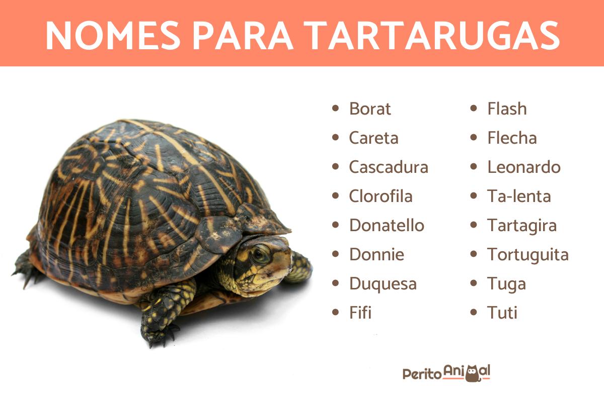 Nomes para tartarugas