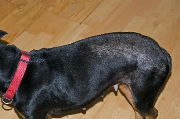 Principais doenças de pele em cachorros - 1. Dermatite Alérgica à Picada de Pulga (DAPP)