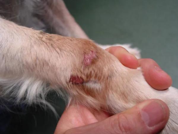 Principais doenças de pele em cachorros - Como curar as doenças de pele em cachorro?