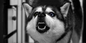 Cachorro rosnando para o dono: o que fazer?