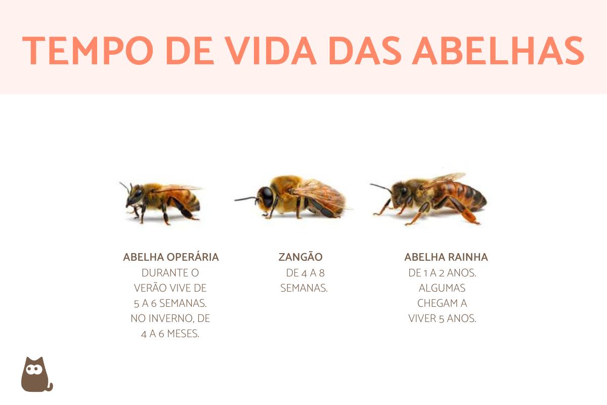 Qual o tempo de vida das abelhas?
