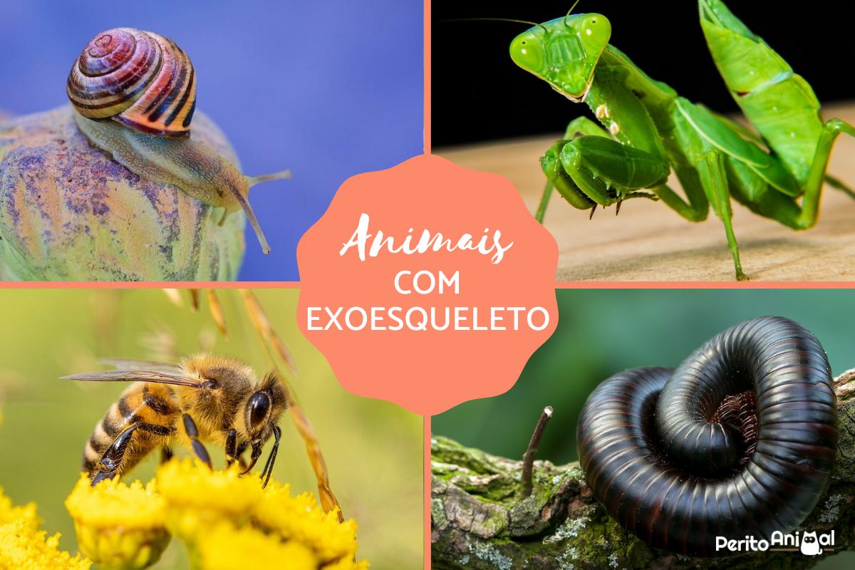 Animais com exoesqueleto - Nomes e exemplos