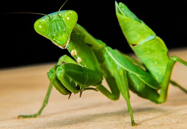 Animais com exoesqueleto - Nomes e exemplos - Classificação dos artrópodes
