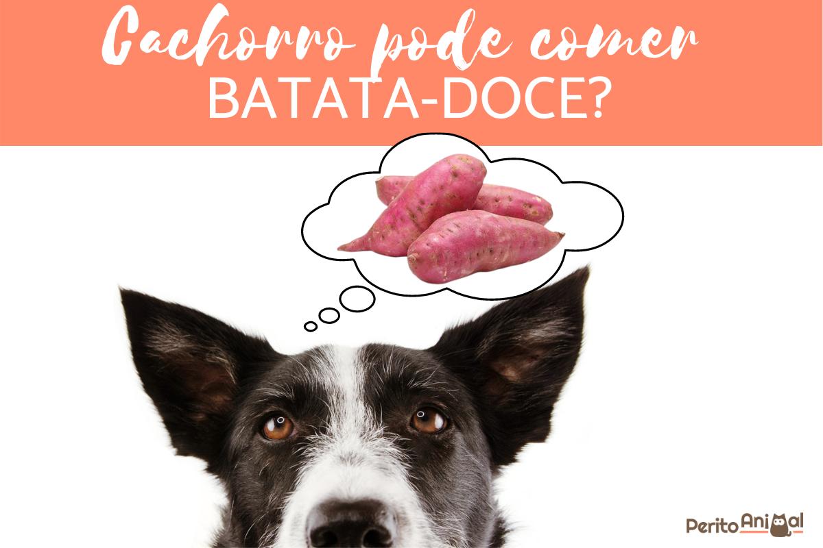 Cachorro pode comer batata doce?
