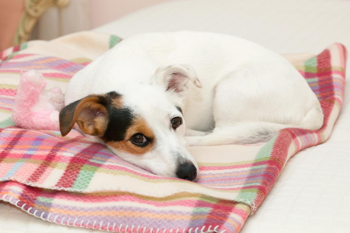 O que colocar na cadela quando está menstruada?