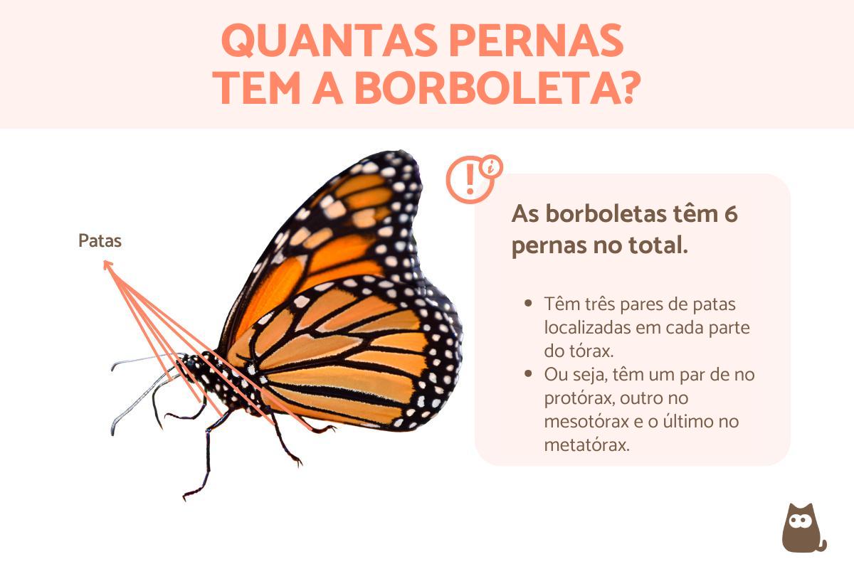 Quantas pernas tem a borboleta?
