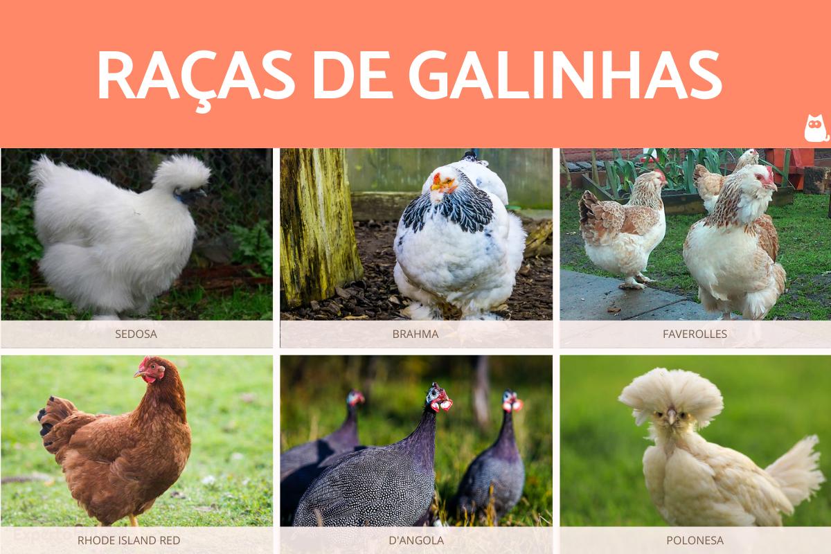 Raças de galinhas
