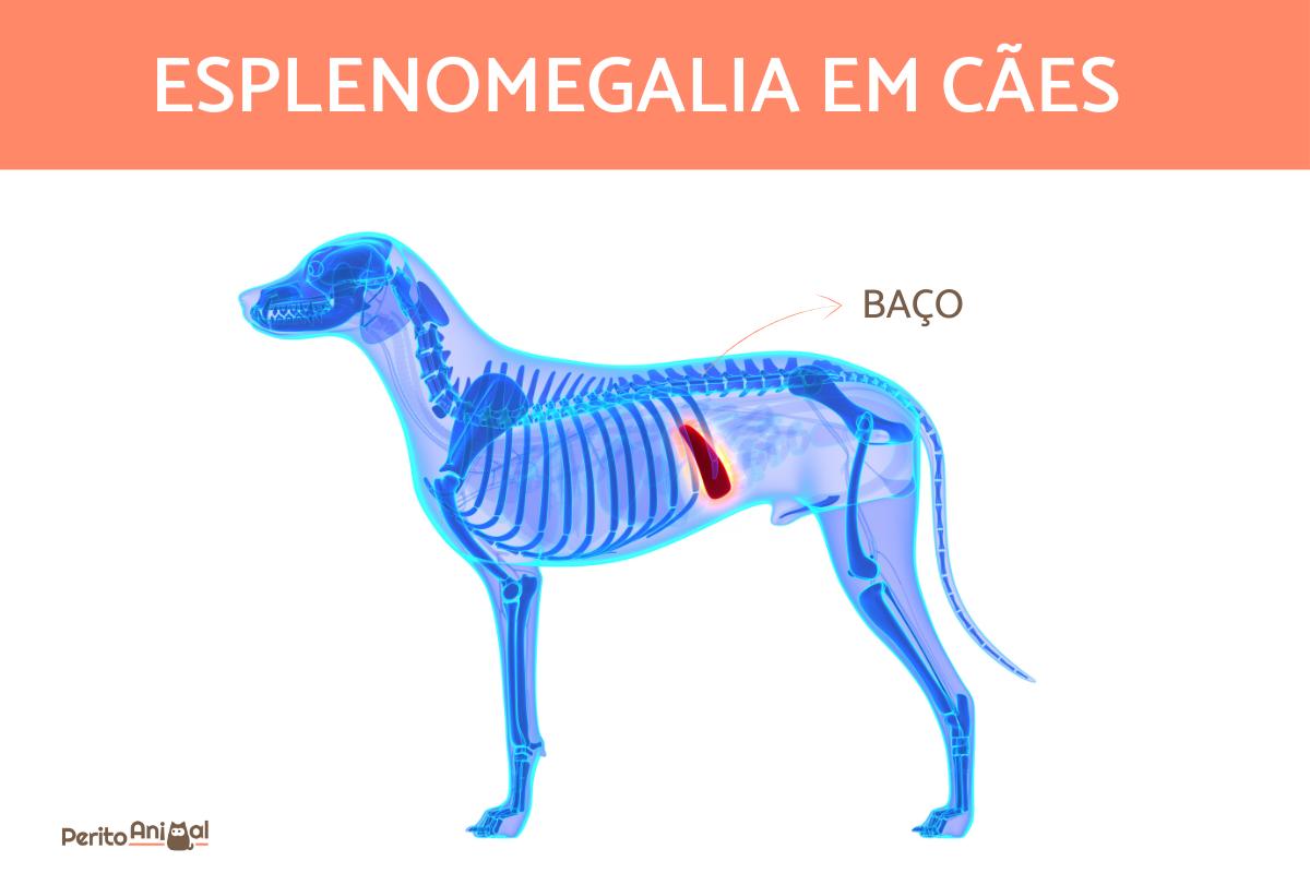 Esplenomegalia em cães - O que é, sintomas e tratamentos