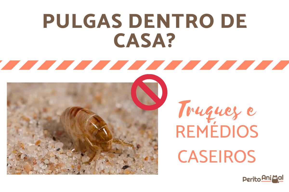 Como acabar com pulgas dentro de casas