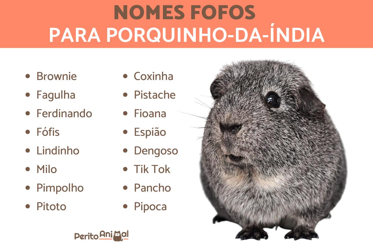 Nomes para porquinhos da Índia