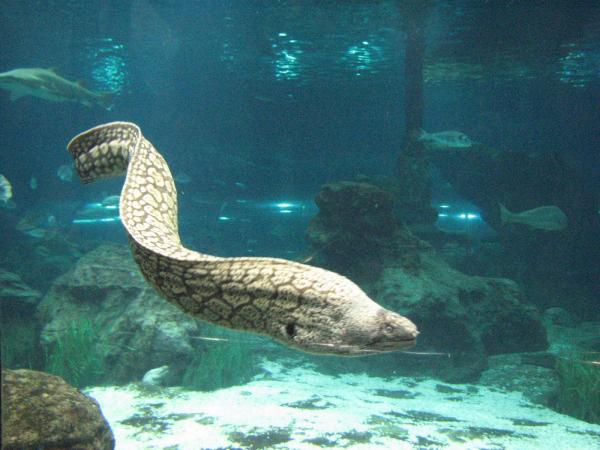 Peixes de rio - Nomes e fotos