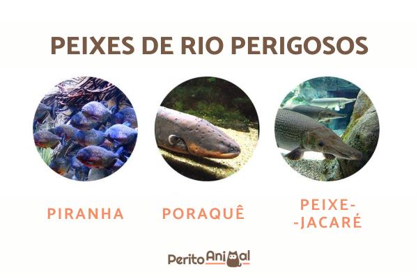 Peixes de rio - Nomes e fotos - Peixes de rio perigosos