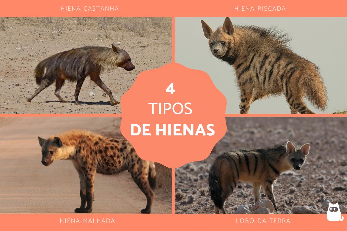 Tipos de hienas e suas características